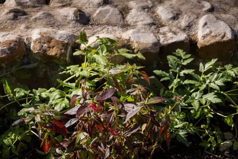 Evergreen Harbour Garden Co.