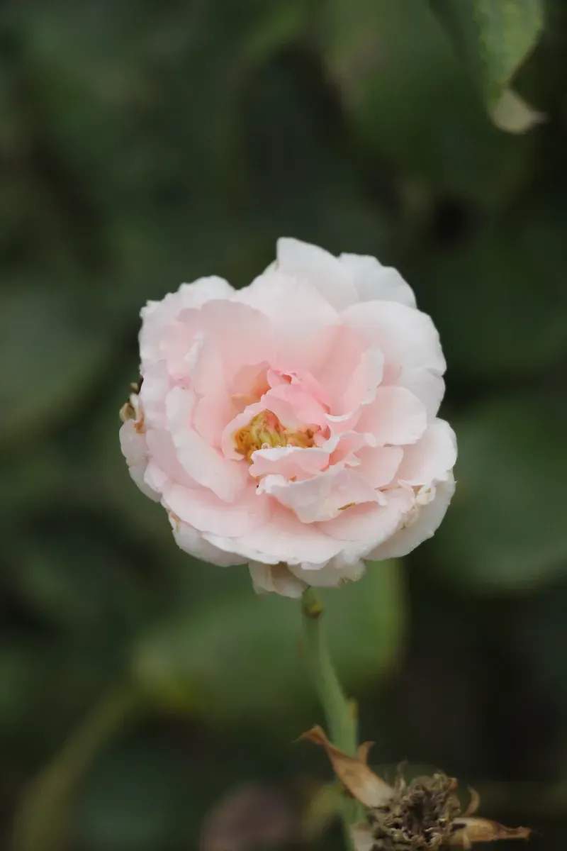 Evergreen Harbour Garden Co.