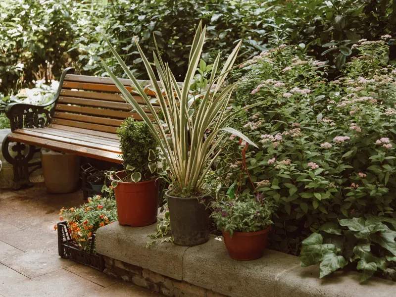 Choosing Plants That Thrive in Coastal Conditions