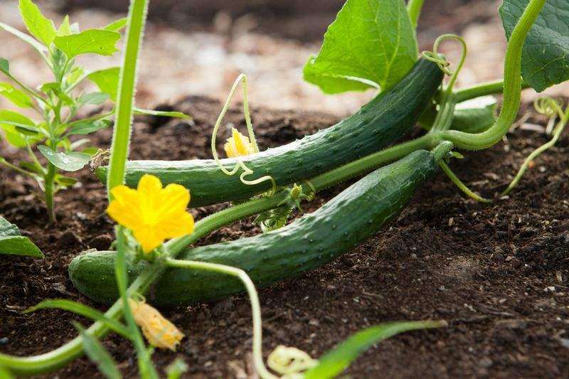 Evergreen Harbour Garden Co. 9